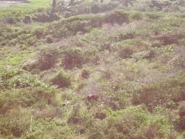 St Kitts Train Ride6